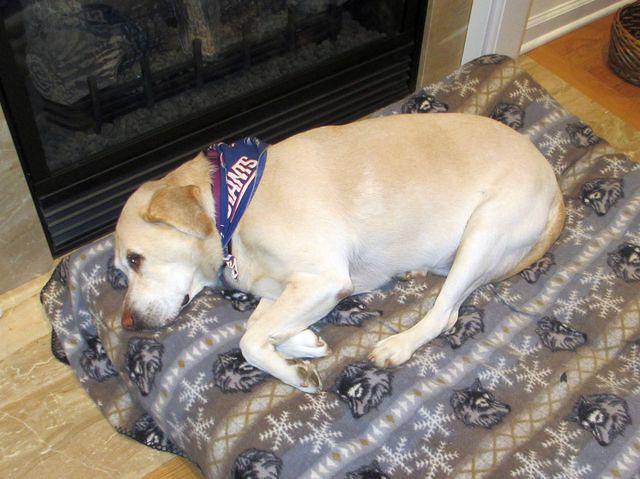 Dusty Recovering From All the Turkey Slipped to Her.......