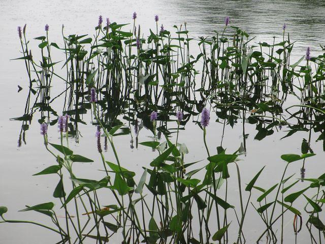 Little Cliff Pond Hike 3