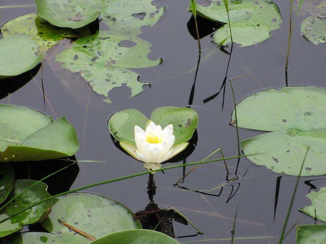Little Cliff Pond Hike 7