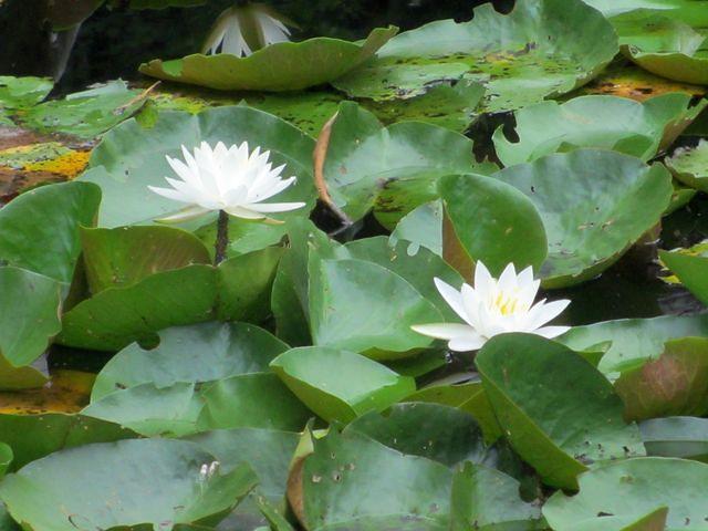 Little Cliff Pond Hike 8