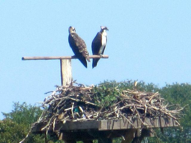 Osprey 3