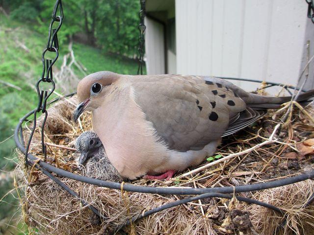 Mourning Dove Nest at Brian's 2