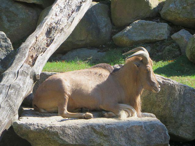 Chilling Aoudad