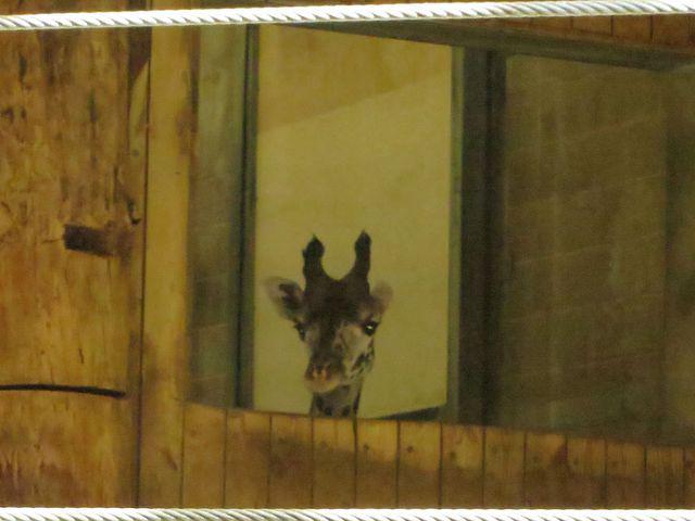 Baby giraffe playing peek-a-boo