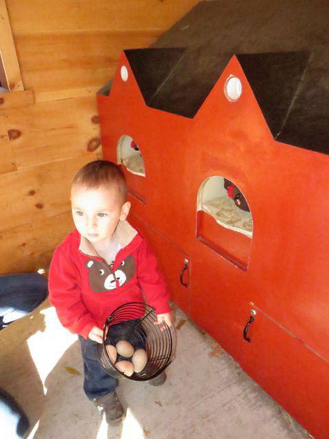 Collecting eggs in the zoo farmyard