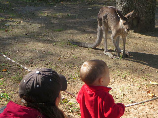 Checking out the kangaroos