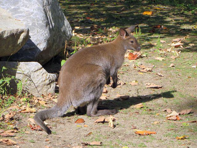 Wallaby Sure are cute