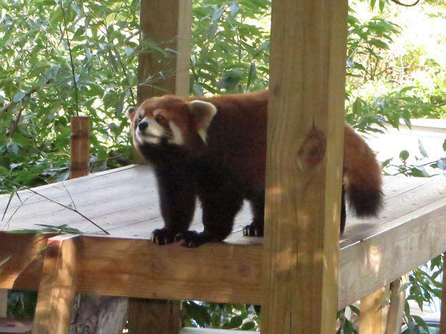 Red Panda saying hello to Thomas