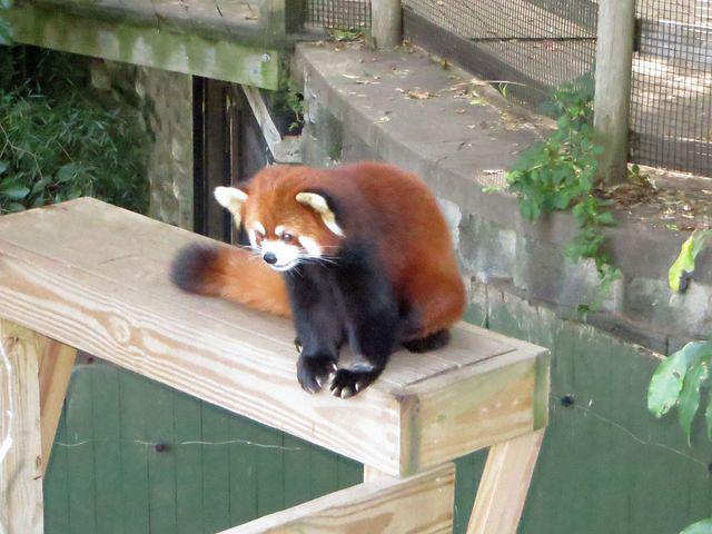 Adorable Red Panda
