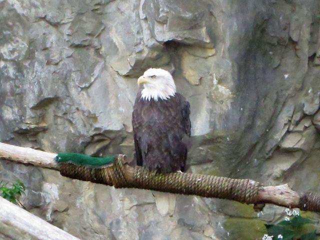 Bald Eagle