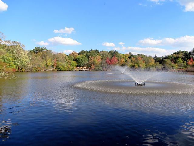 Pond in the middle of the zoo