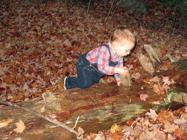 Tree trunk clambering