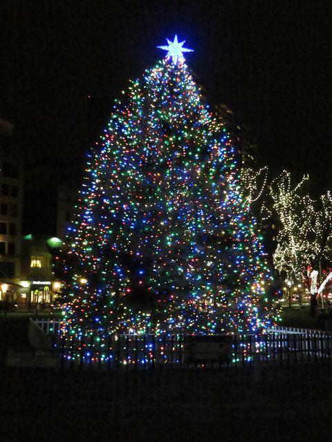 Boston City Tree