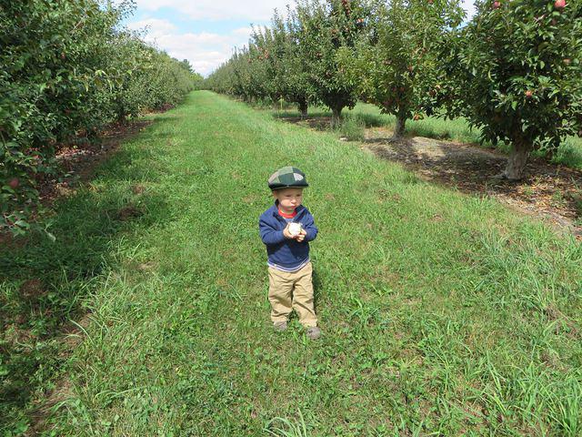 Little boy, big orchard