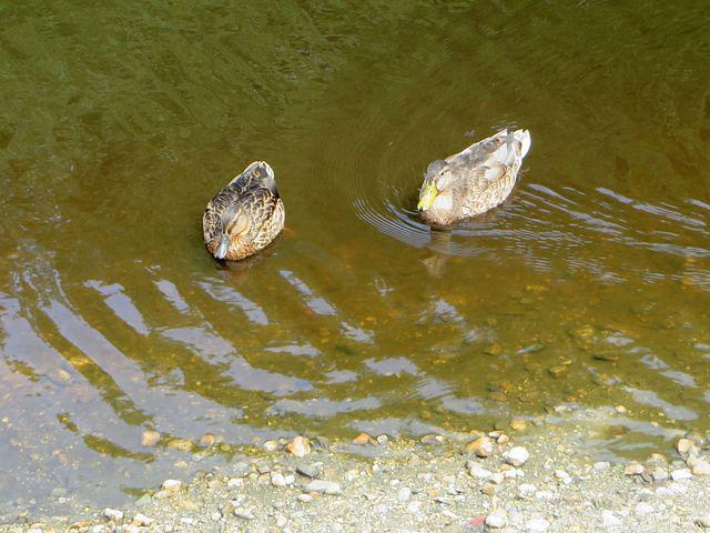 What had been catching his eye all through lunch