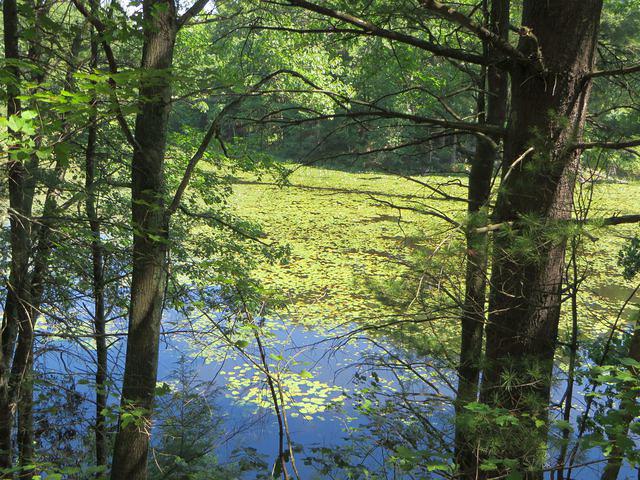 Pond full of water lilies
