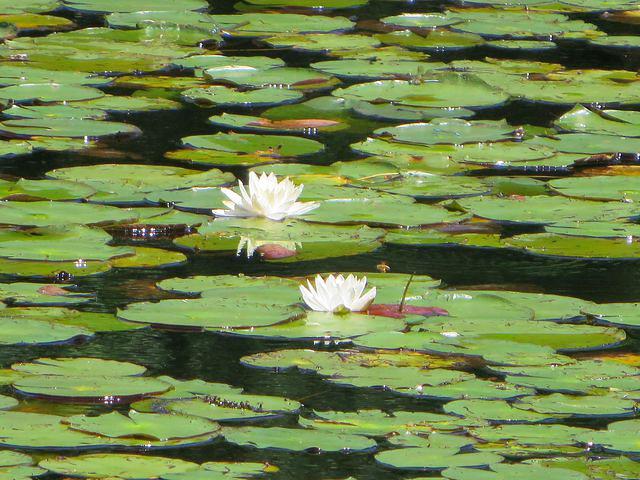 Water lilies