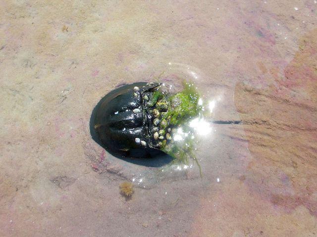 Hermit crab with lots of baggage
