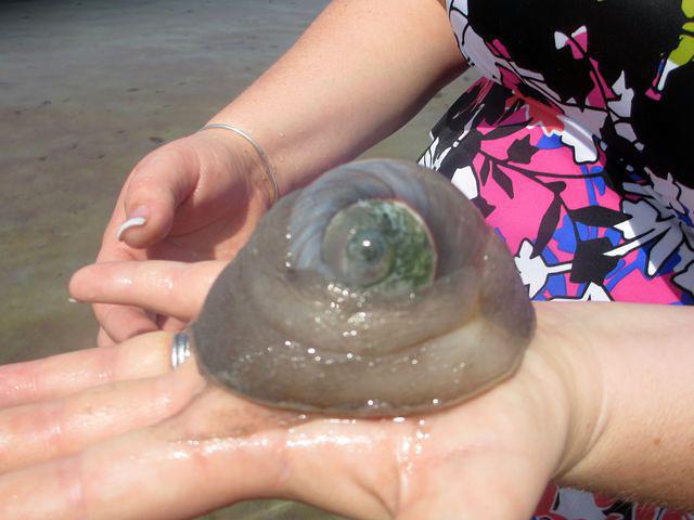 One monster sea snail