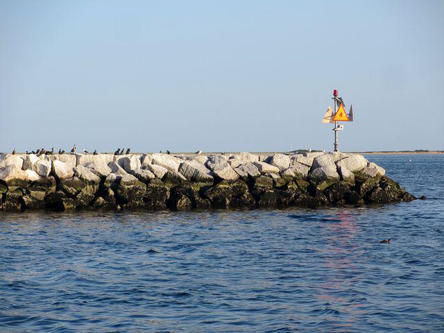 Lots of birds on the breakwater