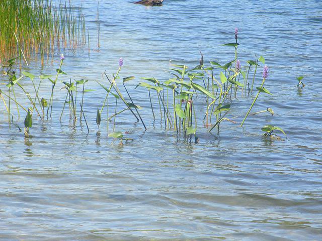 Pond vegetation