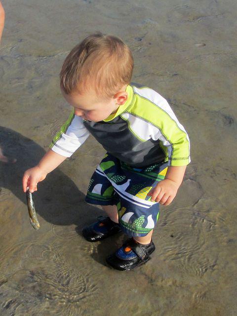 Checking out a razor clam