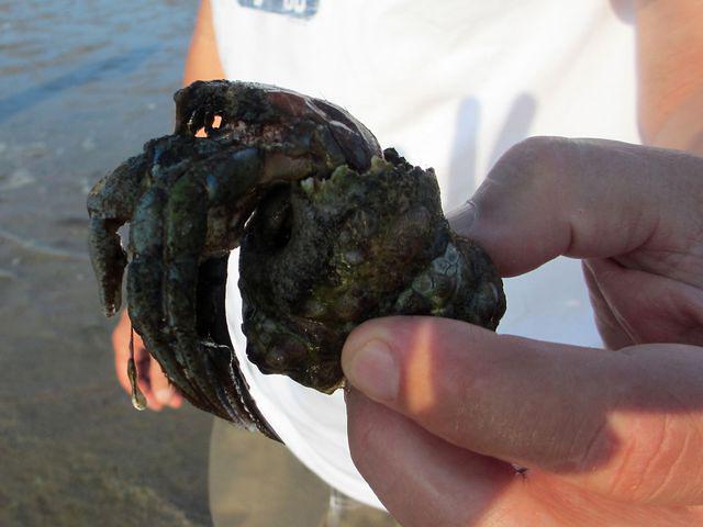 Huge hermit crab!