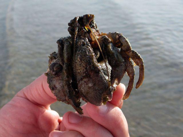 Biggest hermit crab this year