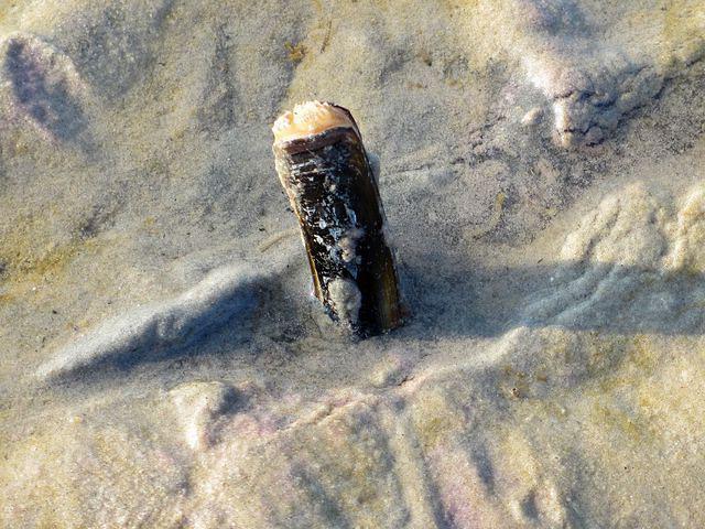 Razor Clam