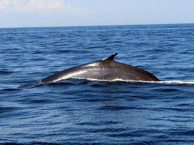 Fin-back whale