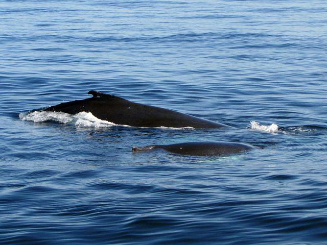 Mama and baby humpback