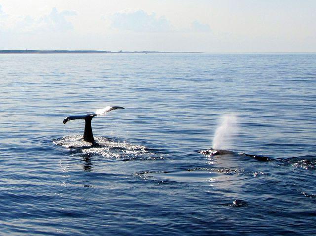 Tail and whale blow