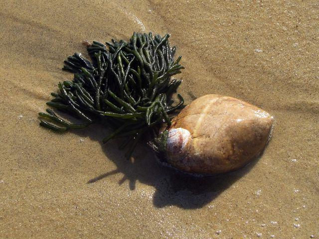Seen at South Cape Beach State Park