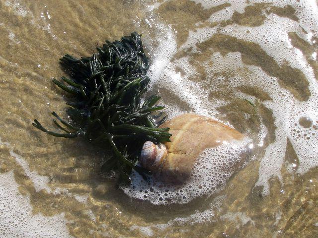 South Cape Beach State Park