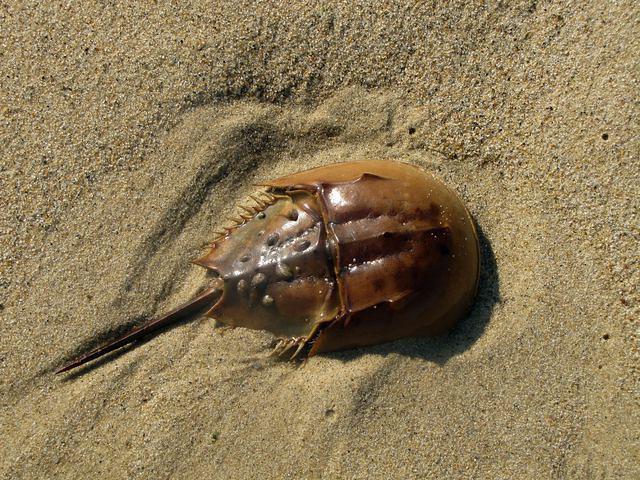 Horseshoe Crab at South Cape Beach State Park