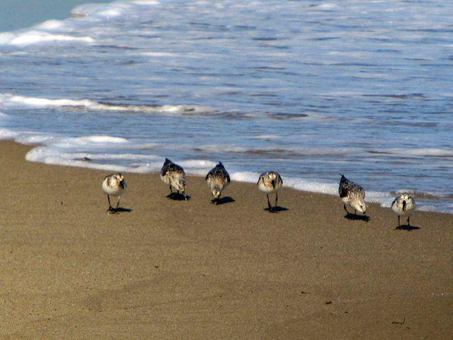 Sandpipers at South Cape Beach State Park