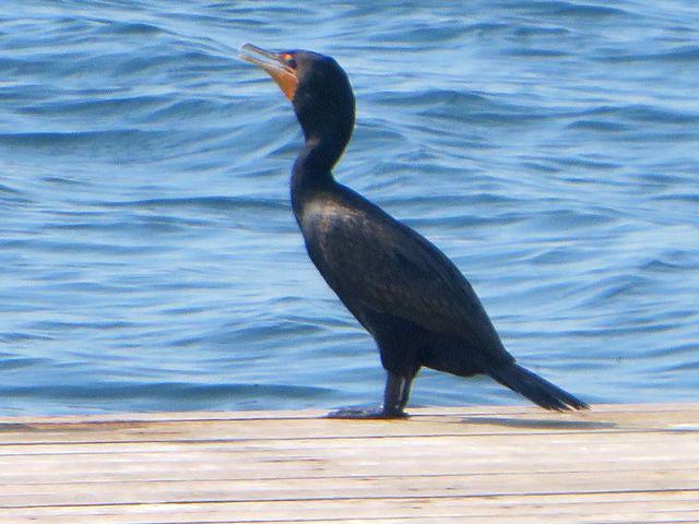 Cormorant