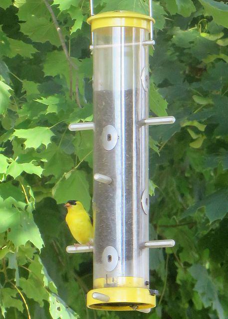Yellow Finch