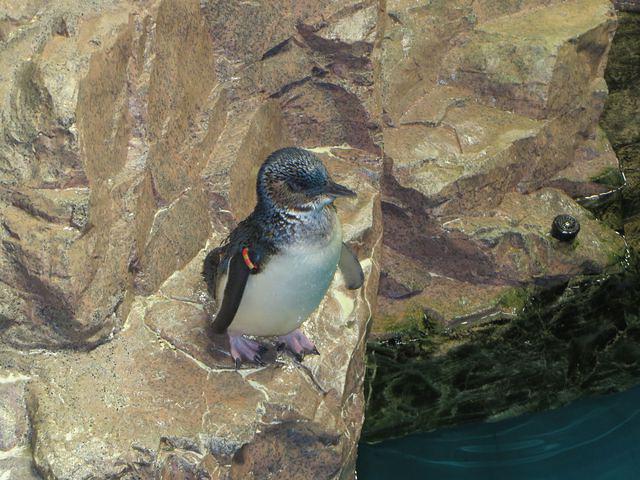 Love the Blue Penguins