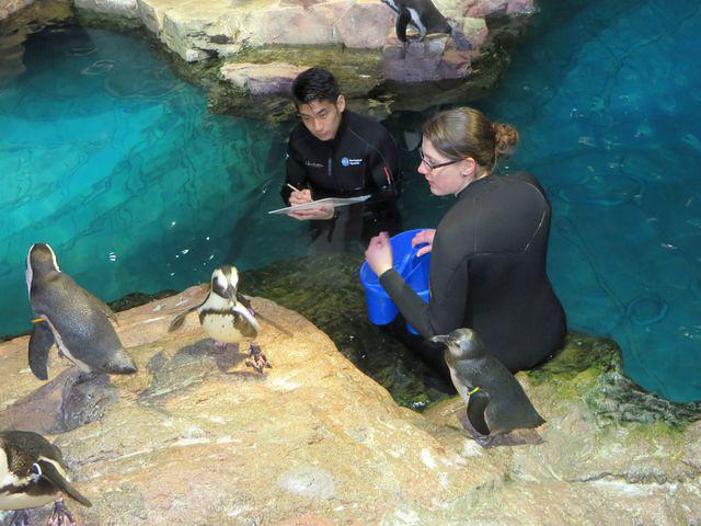Making sure every penguin is fed and accounted for