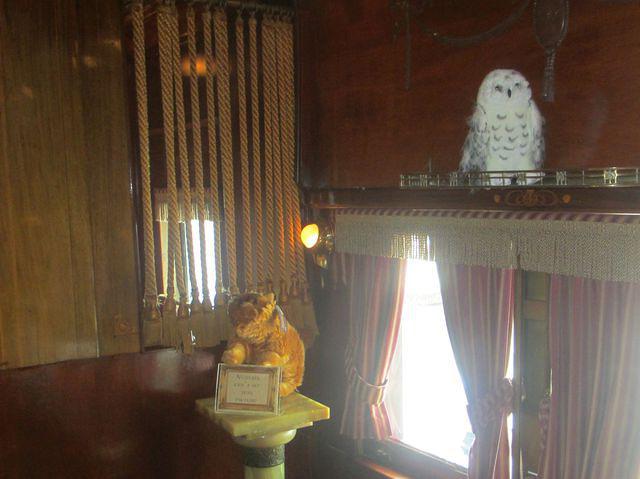 Hedwig and Crookshanks