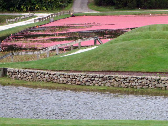 Cranberry Harvest