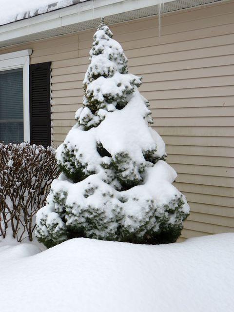 Snow covered tree