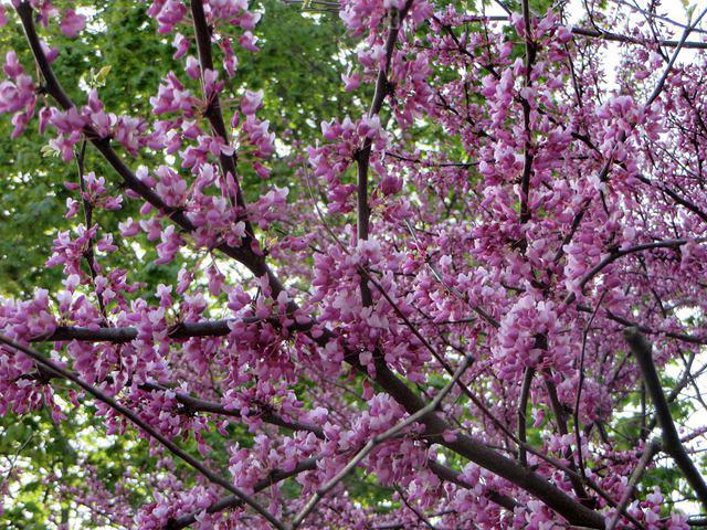 More cherry blossoms