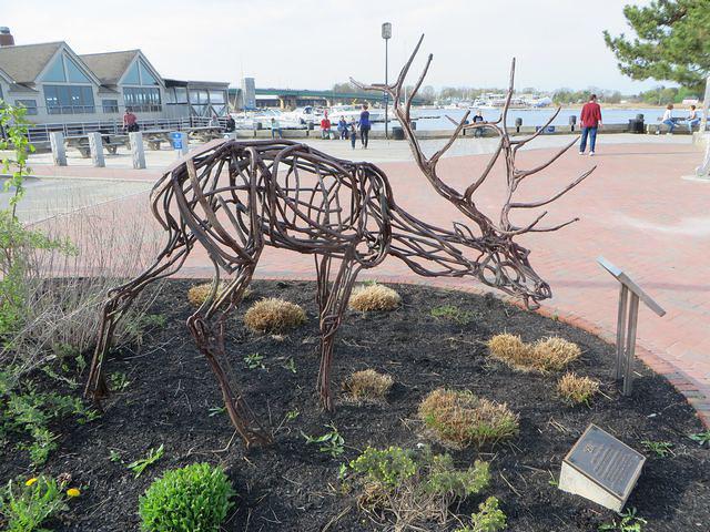 Elk at Newburyport waterfront