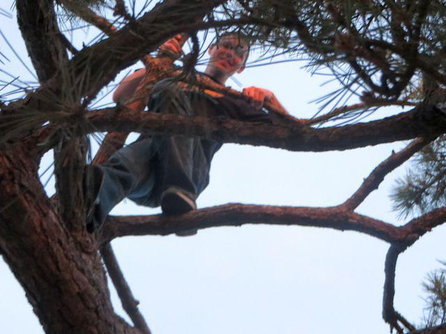 What is with this guy and trees?