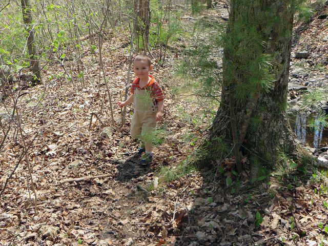 Wending through the woods