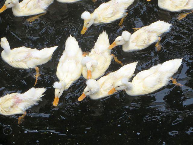 White crested ducks in Camden