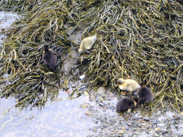 Ducklings