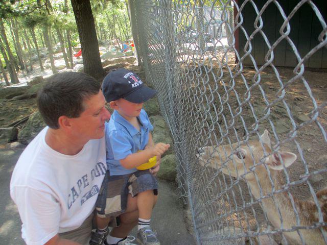 Tentatively Hand Feeding a Deer